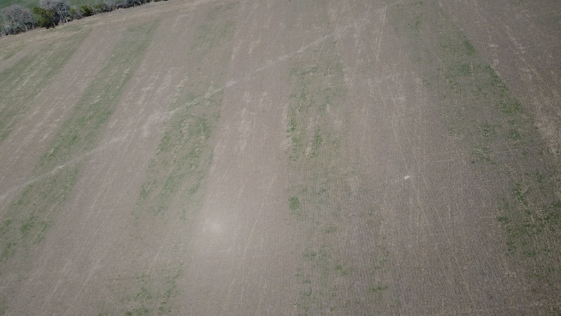 Aerial view of 90-foot swaths comparing flumioxazin and Satchur 8 with untreated areas.