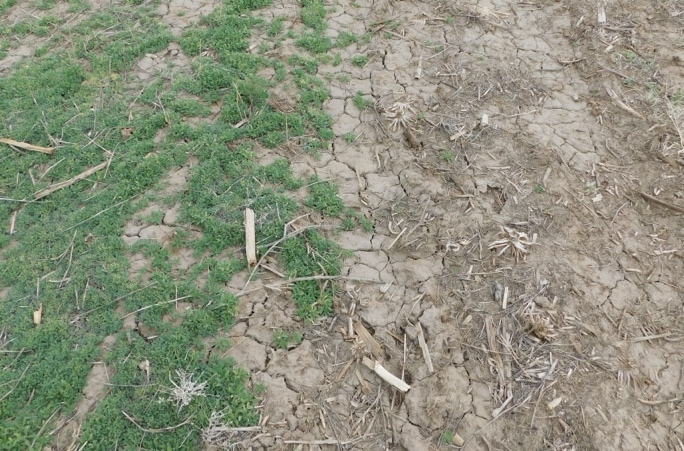 Ground-level comparison of weed pressure and bare soil following the November application.